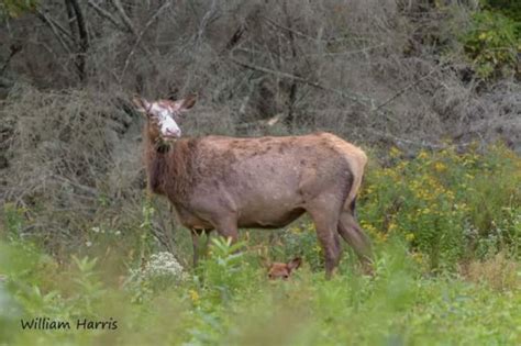 Piebald elk and fawn - PA Wilds Center