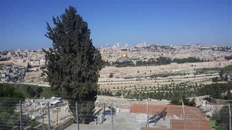 View of the Holy Places of Jerusalem. Stock Photo - Image of forest, populated: 133439748