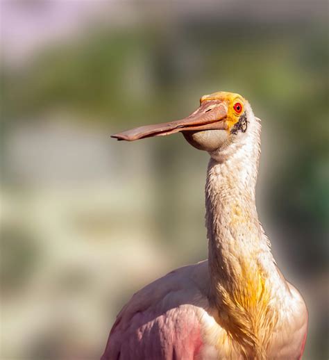 Roseate Spoonbill Photos, Download The BEST Free Roseate Spoonbill ...