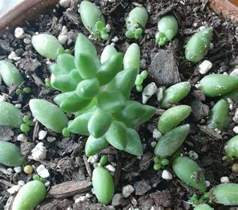 Burro’s Tail Plant: Care and Propagation Guide – Citycacti