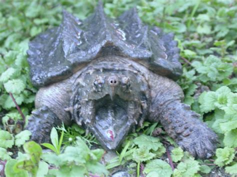 Alligator Snapping Turtle | Snapping turtle, Alligator snapping turtle ...