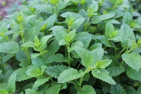 Quelles sont les plantes aromatiques à mettre dans son jardin ...