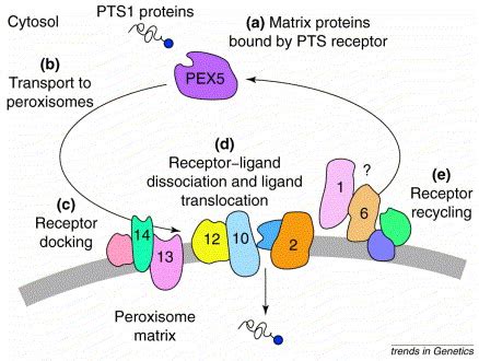 Peroxisome biogenesis disorders: Trends in Genetics