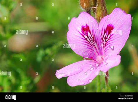 Garden flower, Leh, Ladakh, Jammu & Kashmir State, India Stock Photo ...