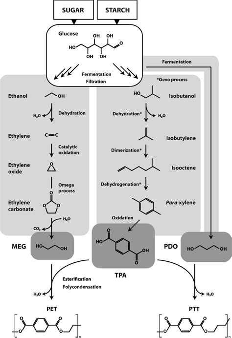 Production routes for fully biobased polyethylene terephthalate (PET)... | Download Scientific ...