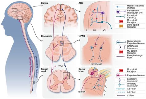 Frontiers | The role of endogenous opioid neuropeptides in neurostimulation-driven analgesia