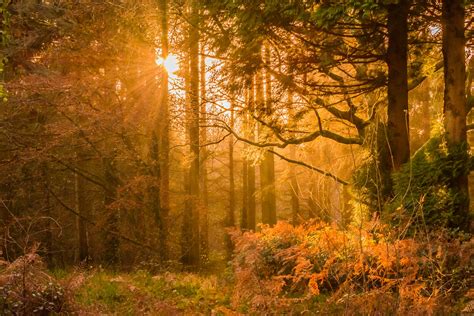 Yellow Sunset Rays Passing Through the Trees · Free Stock Photo