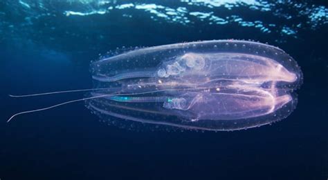 Arctic Biologist Alexander Semenov's Striking Underwater Arctic Sea Life Photos