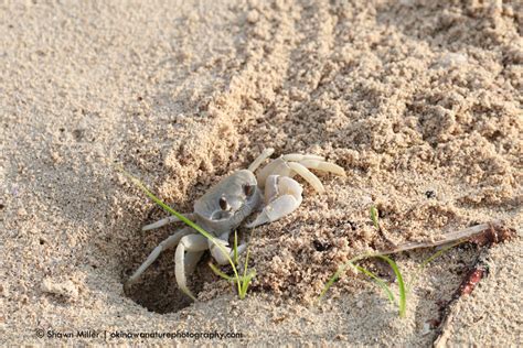 Ghost crabs of Japan | Okinawa Nature Photography