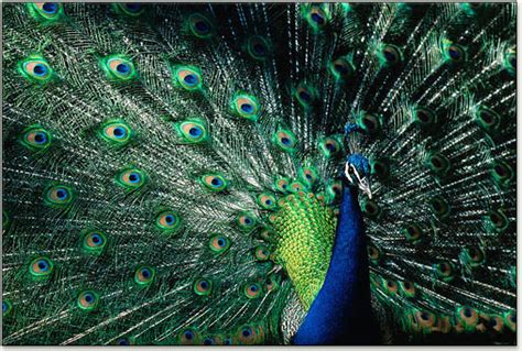 Peacocks | Causes of Color