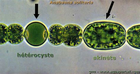 Nostoc Punctiforme