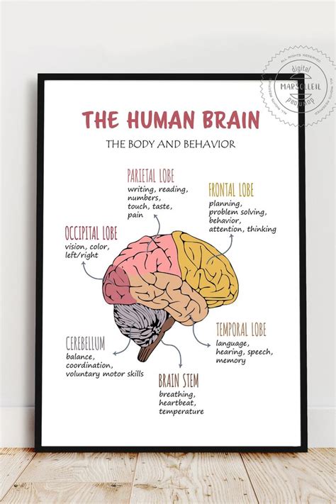 The Human Brain Poster Therapy Office Decor Brain Anatomy - Etsy | Brain poster, Human brain ...