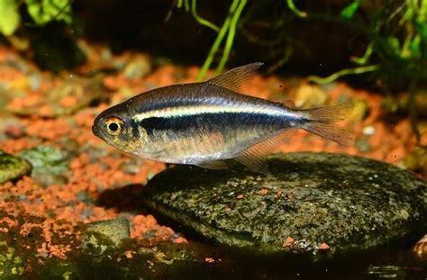 The Complete Guide to Black Tetra: Care, Breeding, and More - Tcrascolorado