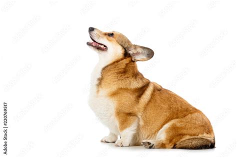 side view of welsh corgi pembroke sitting isolated on white background ...