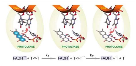 What is Photoreactivation DNA Repair? | EasyBiologyClass