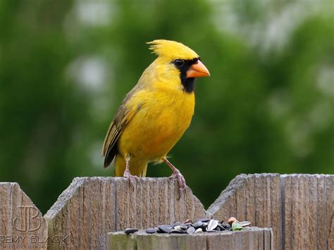 ‘One in a million’ yellow cardinal spotted in Alabama