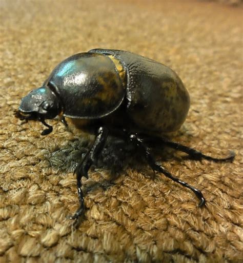 Eastern Hercules Beetle (female) | Project Noah