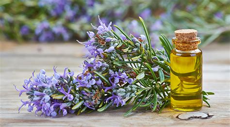 6 Rosemary Essential Oil Benefits for Your Health