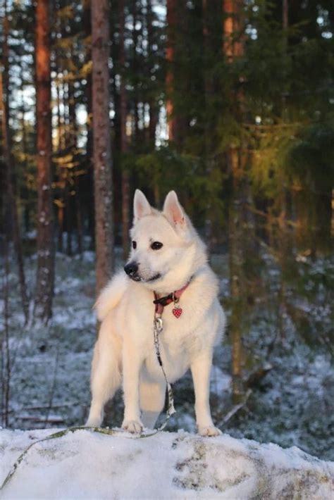 Norwegian Buhund Dog -The Dog of the Vikings - Dog House Times