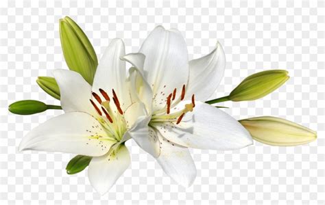 Easter Lily Flower Stock Photography Clip Art - Easter Lily Clipart ...