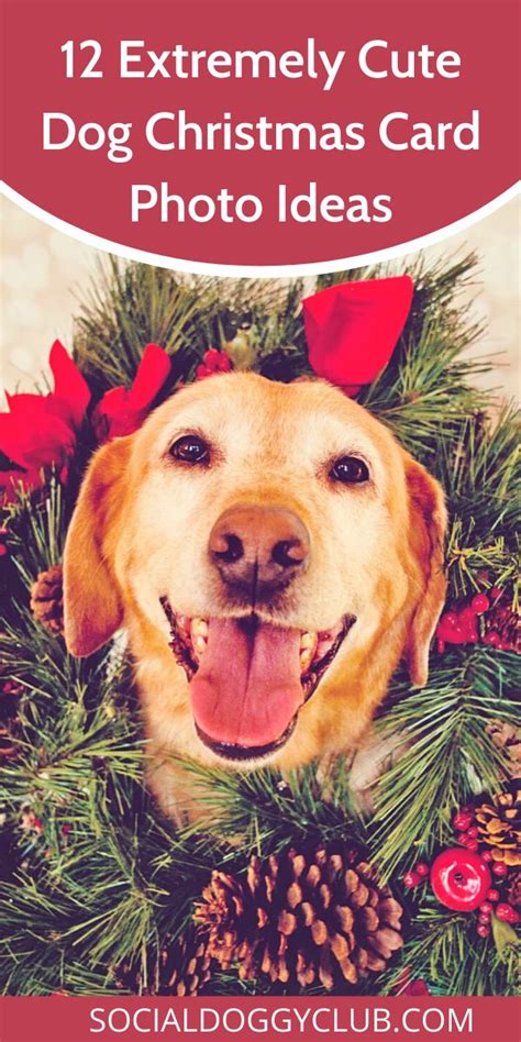 12 Extremely Cute Dog Christmas Card Photo Ideas | Dog christmas card, Dog photo christmas cards ...