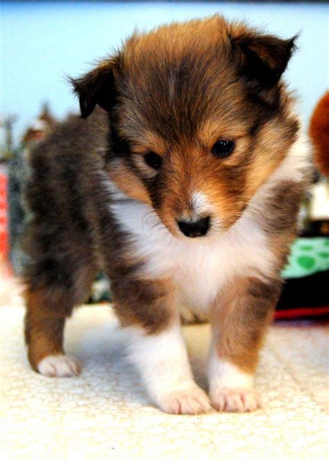 Miniature Sheltie | Sheltie puppy, Puppies, Cute animals