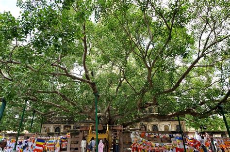 Bodhi Tree in Bodh Gaya | Bodhi tree, Bodh gaya, Bodhi