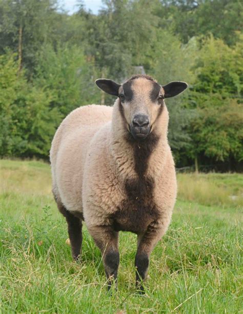 Katmoget ewe lambs for sale | Shetland Sheep Society