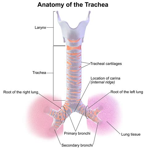 Trachea - OrtognaticaRoma