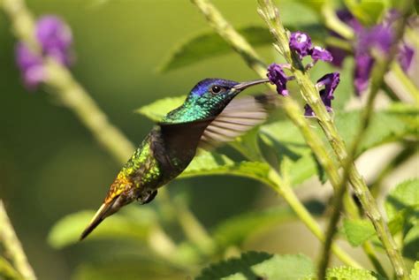 Amazonia – Hummingbirds