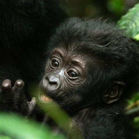 Please Welcome Uganda’s Newest Gorilla Baby – APTA