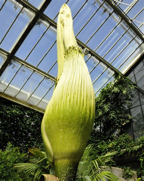 The giant, pongy plant: Titan arum | Kew