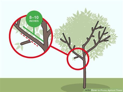 How To Prune An Apricot Tree Diagram - Hanenhuusholli