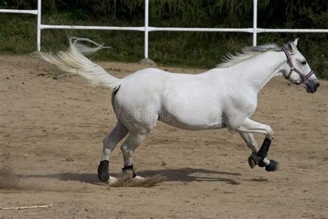 White stallion stock image. Image of steeplechase, white - 26884207