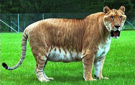 Leopon | Rare animals, Liger, Big cat family