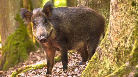 Wild Boar Wallpapers Images Photos Pictures Backgrounds