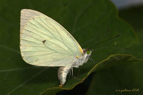 Image Gallery | Butterflies and Moths of North America