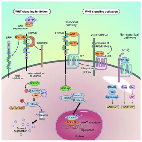 Wnt signal transduction. In the cytoplasm, β-catenin is phosphorylated... | Download Scientific ...