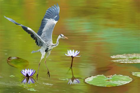 Bird and water lilies wallpaper | animals | Wallpaper Better