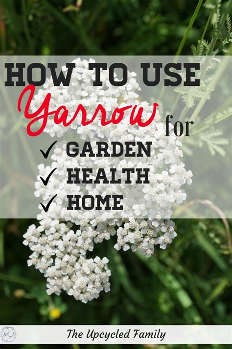 Yarrow Herb Uses & Benefits | The Upcycled Family ~ Traditional skill