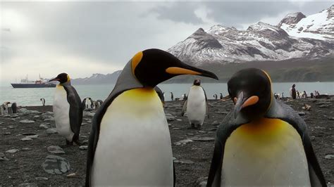 King Penguins, Gold Harbour, South Georgia - YouTube