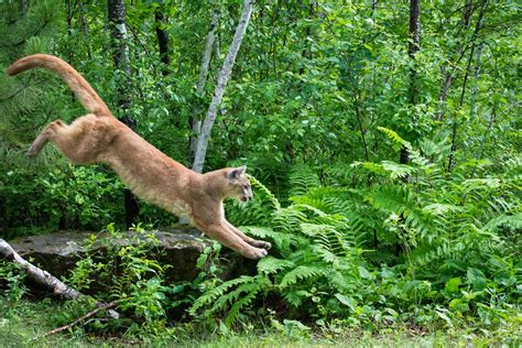 photoscope: Mountain Lion,or Cougar in natural habitat 2014