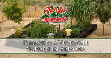 Raised Garden Beds Phoenix Arizona - Garden Design Ideas