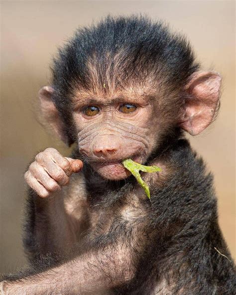 Discover Wildlife on Instagram: “Baby baboon posing for a portrait ...