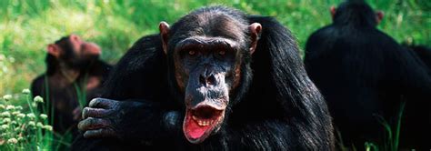 Critically Endangered Species: Chimpanzee