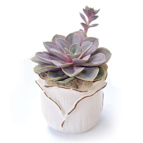 LOWES Succulent Example | Easy care plants, Plant saucer, Succulents