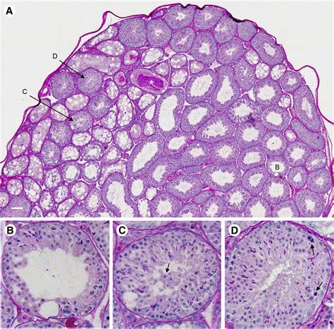 Testis Slide Seminiferous Tubules