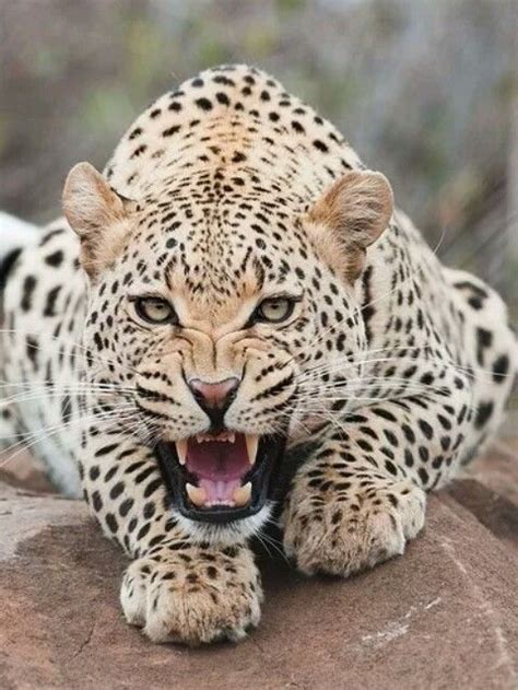 MACAN TUTUL | Wild cats, Wild animal wallpaper, Animal mashups