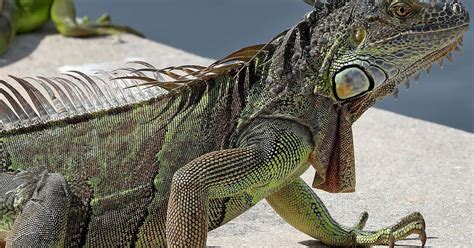 Florida's iguana invasion is getting worse - CBS Miami