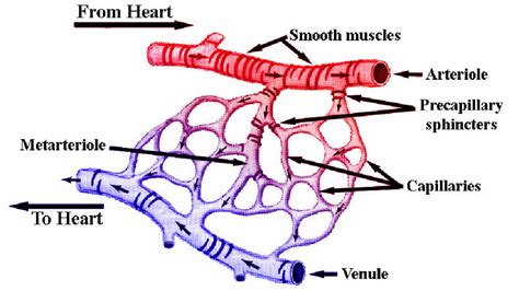 Arterioles definition & arterioles function